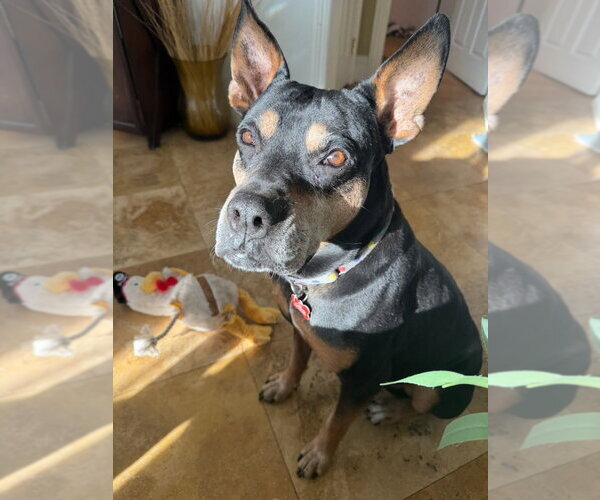 Medium Photo #15 Doberman Pinscher-Unknown Mix Puppy For Sale in Lake Forest, CA, USA