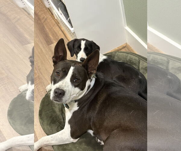 Medium Photo #6 Mutt Puppy For Sale in The Woodlands, TX, USA