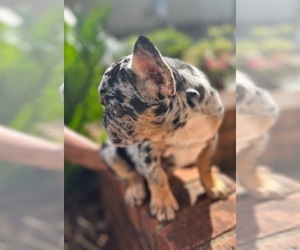 French Bulldog Puppy for sale in ATLANTA, GA, USA
