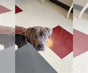 American Pit Bull Terrier-Unknown Mix Dogs for adoption in Plano, TX, USA