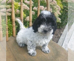 Aussiedoodle-Poodle (Toy) Mix Puppy for sale in BLAIN, PA, USA
