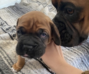 Boxer Puppy for sale in COLUMBIA, TN, USA