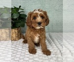 Small #1 Cavapoo