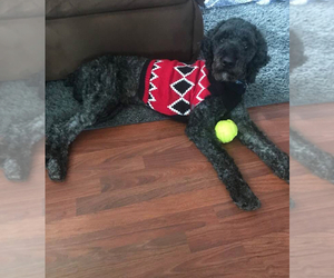 Father of the Goldendoodle puppies born on 02/17/2026