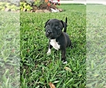 Small Photo #9 Staffordshire Bull Terrier Puppy For Sale in HOUSTON, TX, USA