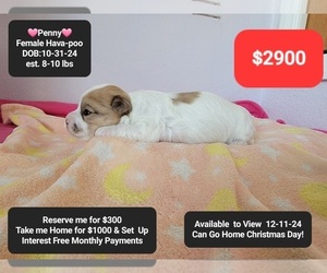 Poovanese Puppy for sale in TUCSON, AZ, USA