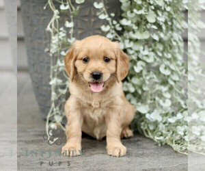 Golden Retriever Puppy for sale in STRASBURG, PA, USA