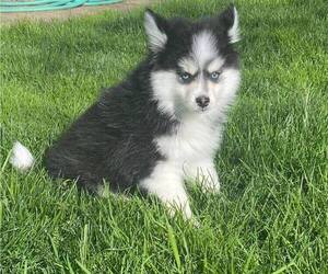 Pomsky Puppy for sale in MCMINNVILLE, OR, USA
