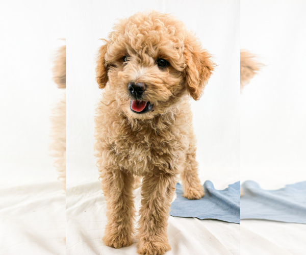 Medium Photo #1 Double Doodle Puppy For Sale in NARVON, PA, USA