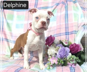 Boston Terrier Puppy for sale in MINERAL WELLS, WV, USA