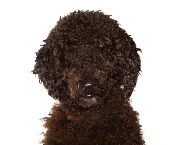 Medium Photo #1 Poodle (Standard) Puppy For Sale in Oakland Park, FL, USA