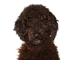 Poodle (Standard) Dogs for adoption in Oakland Park, FL, USA