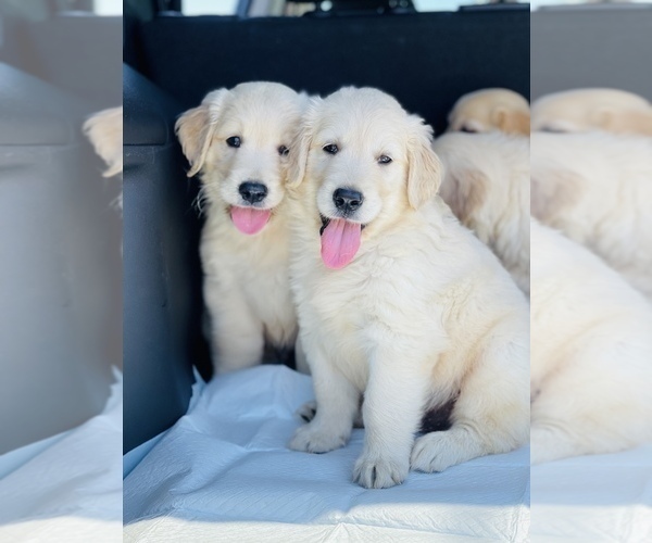 Medium Photo #6 Golden Retriever Puppy For Sale in WESLEY CHAPEL, FL, USA