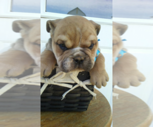 English Bulldogge Puppy for sale in HUDSON, MI, USA