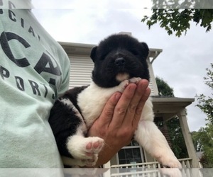 Akita Puppy for Sale in INDIANAPOLIS, Indiana USA