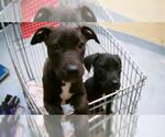 Small Labrador Retriever