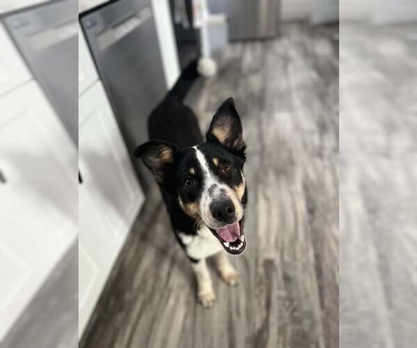Medium Photo #4 Australian Shepherd-Unknown Mix Puppy For Sale in Nazareth, PA, USA