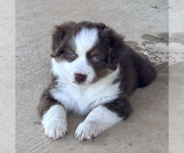 Medium Photo #7 Miniature Australian Shepherd Puppy For Sale in CANTON, TX, USA