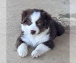 Small #6 Miniature Australian Shepherd