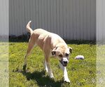 Small #4 Anatolian Shepherd Mix