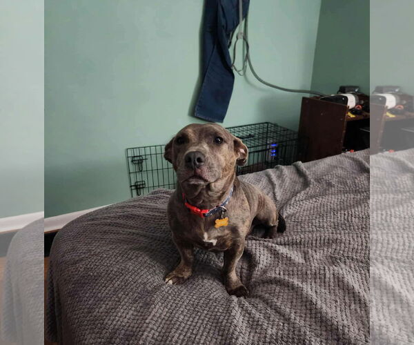 Medium Photo #1 American Pit Bull Terrier-Dachshund Mix Puppy For Sale in Germantown, OH, USA