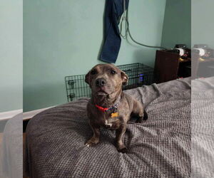 Medium American Pit Bull Terrier-Dachshund Mix