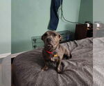 Small American Pit Bull Terrier-Dachshund Mix