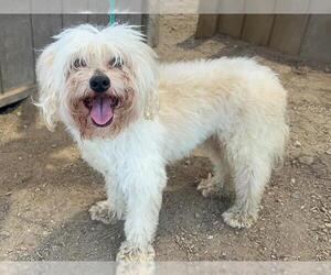 Maltese Dogs for adoption in Orange, CA, USA