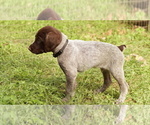 Puppy Black German Shorthaired Pointer-German Wirehaired Pointer Mix