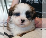 Puppy Sprinkles Maltese-Poodle (Toy) Mix