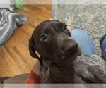 Small Photo #19 German Shorthaired Pointer Puppy For Sale in STATE COLLEGE, PA, USA