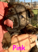 Small Photo #54 German Shepherd Dog Puppy For Sale in BROOKEVILLE, MD, USA