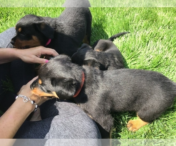 Medium Photo #39 Rottweiler Puppy For Sale in OAK GLEN, CA, USA