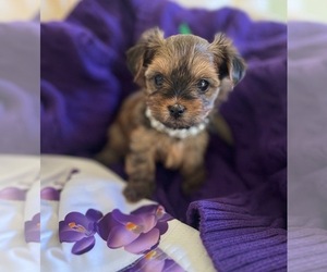 Yorkshire Terrier Puppy for sale in CANTON, MI, USA