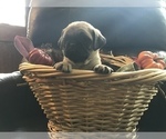 Small Photo #15 Pug Puppy For Sale in DAYTON, VA, USA