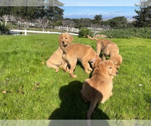 Golden Retriever Puppy for Sale in SALINAS, California USA