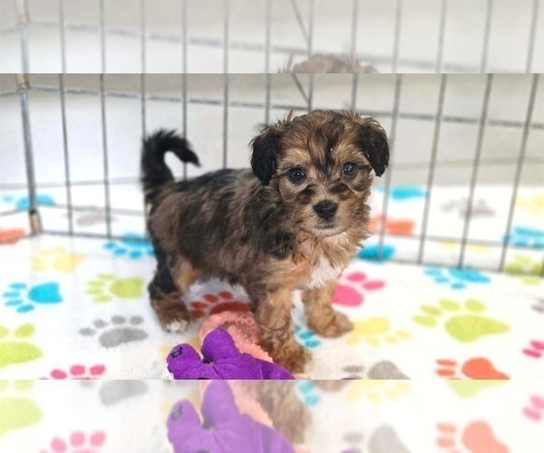 Medium Photo #3 Havapoo Puppy For Sale in ORO VALLEY, AZ, USA