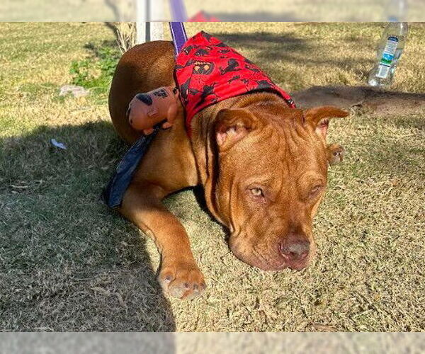 Medium Photo #1 American Pit Bull Terrier-Unknown Mix Puppy For Sale in Las Vegas, NV, USA