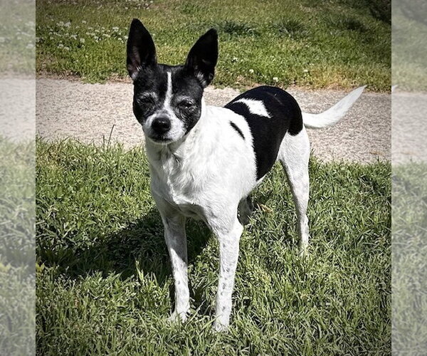Medium Photo #3 Rat Terrier Puppy For Sale in Atlanta, GA, USA
