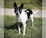 Small Photo #3 Rat Terrier Puppy For Sale in Atlanta, GA, USA