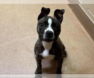 American Pit Bull Terrier Dogs for adoption in Martinez, CA, USA