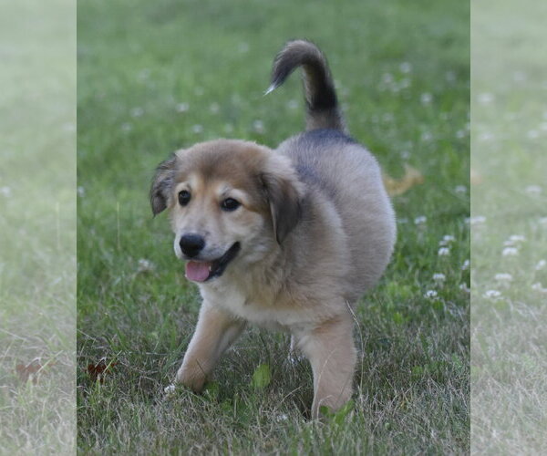 Medium Photo #2 Golden Retriever-Unknown Mix Puppy For Sale in Mechanicsburg, PA, USA