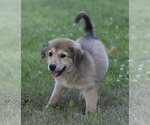 Small #1 Golden Retriever Mix