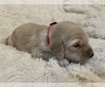 Puppy 4 Goldendoodle (Miniature)