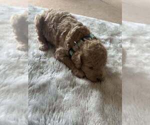 Goldendoodle (Miniature) Puppy for sale in HADDAM, KS, USA