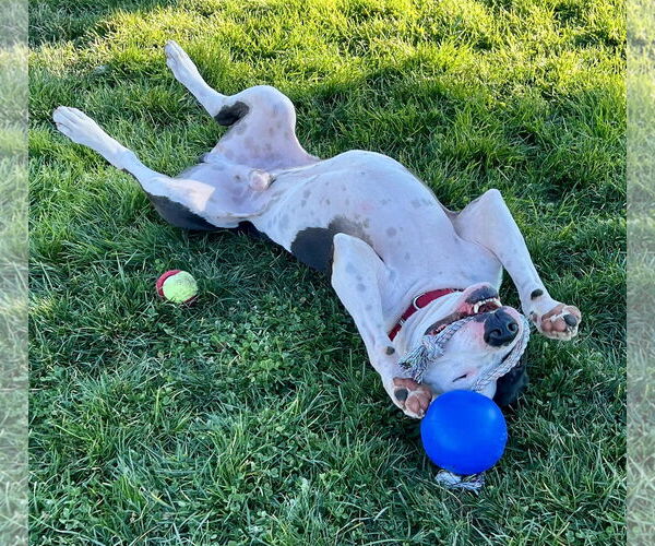 Medium Photo #2 American Pit Bull Terrier Puppy For Sale in Berkeley, CA, USA