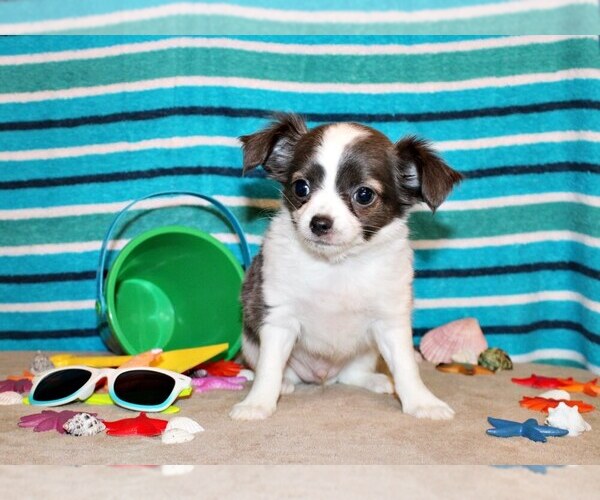Medium Photo #1 Chihuahua Puppy For Sale in CHARLESTON, AR, USA