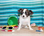 Puppy Artie Chihuahua
