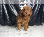 Small Photo #3 Poodle (Miniature) Puppy For Sale in WARSAW, IN, USA