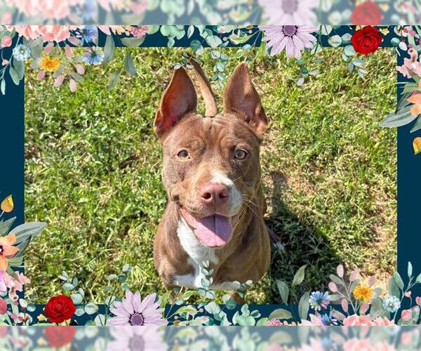 Medium Photo #2 American Pit Bull Terrier Puppy For Sale in Ojai, CA, USA